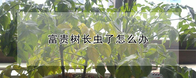 富贵树长虫了怎么办