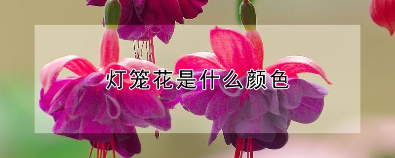 灯笼花是什么颜色