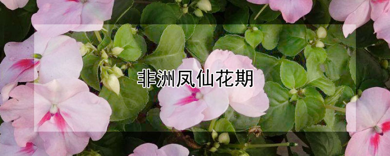 非洲凤仙花期