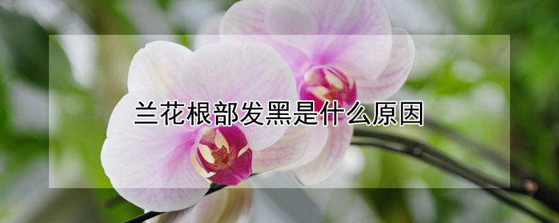 兰花根部发黑是什么原因