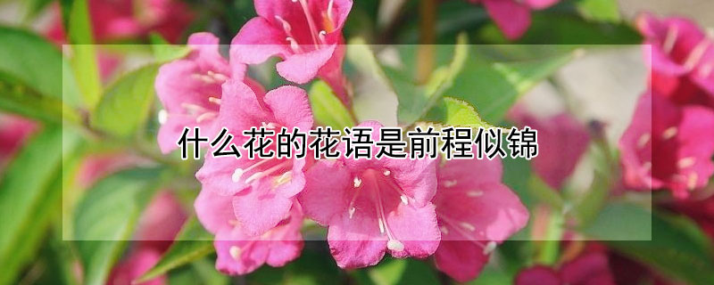 什么花的花语是前程似锦