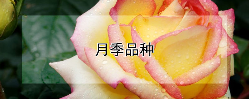 月季品种