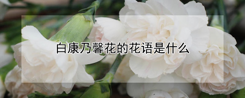 白康乃馨花的花语是什么