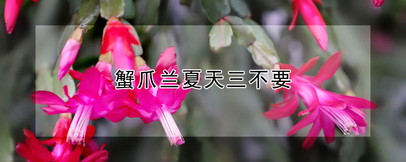 蟹爪兰夏天三不要