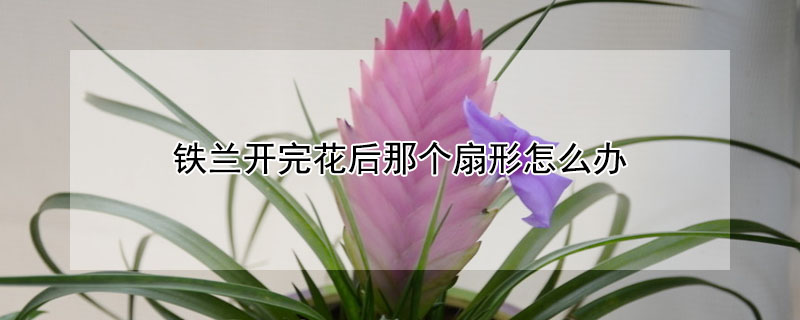 铁兰开完花后那个扇形怎么办