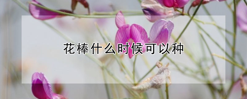 花棒什么时候可以种