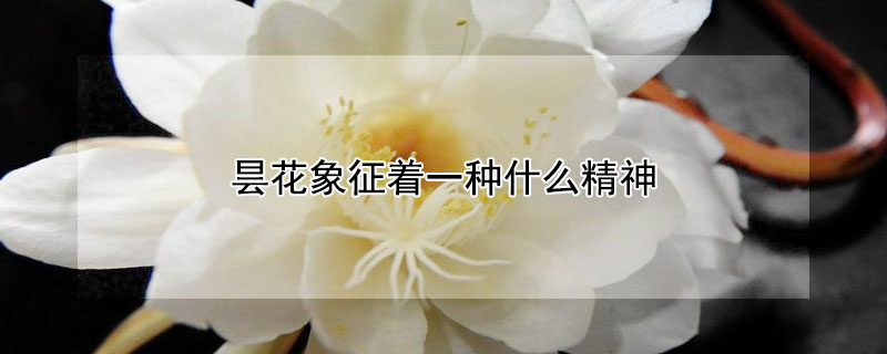 昙花象征着一种什么精神