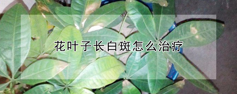 花叶子长白斑怎么治疗