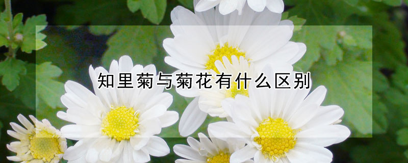 知里菊与菊花有什么区别