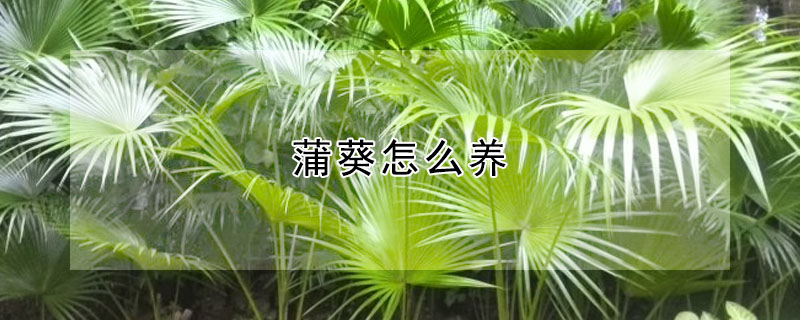 蒲葵怎么养