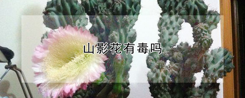 山影花有毒吗