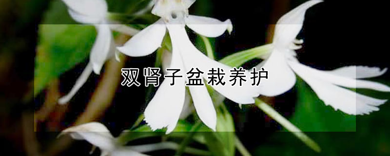 双肾子盆栽养护