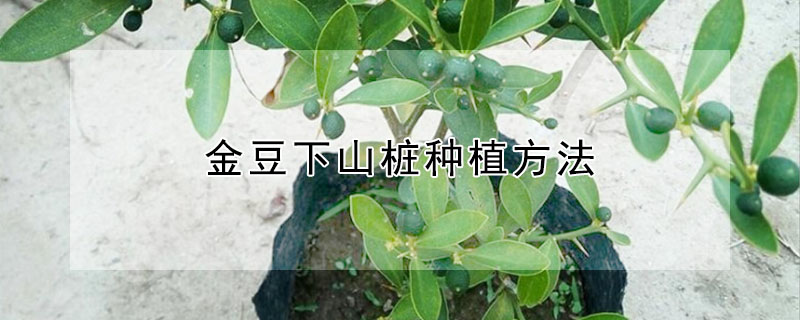 金豆下山桩种植方法