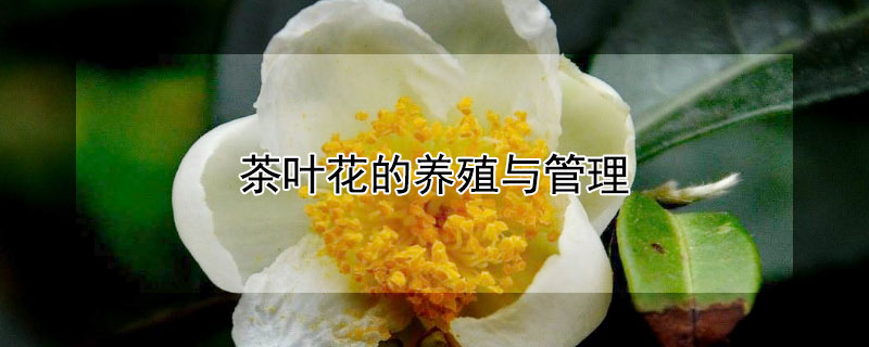 茶叶花的养殖与管理