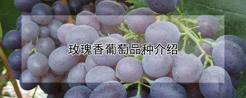 玫瑰香葡萄品种介绍