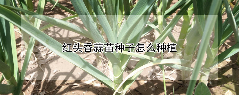 红头香蒜苗种子怎么种植