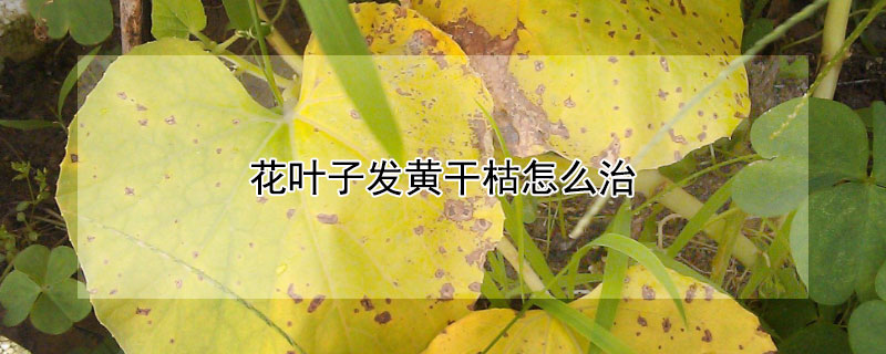 花叶子发黄干枯怎么治