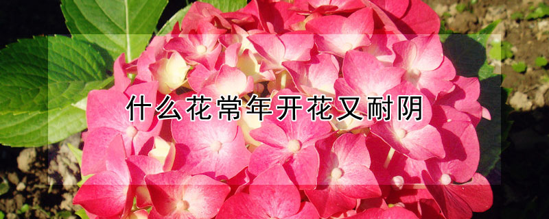 什么花常年开花又耐阴