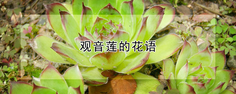 观音莲的花语