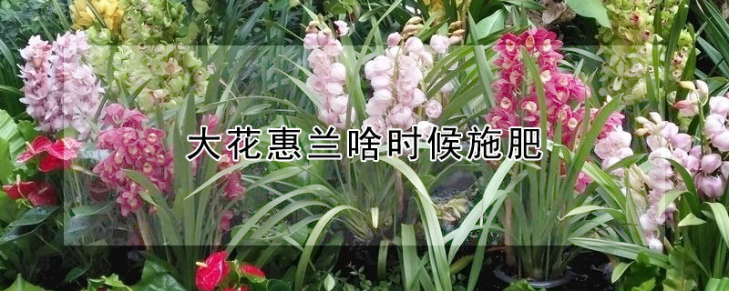 大花惠兰啥时候施肥