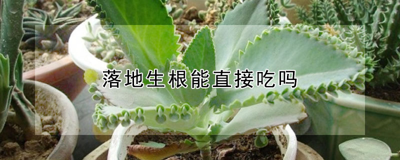 落地生根能直接吃吗