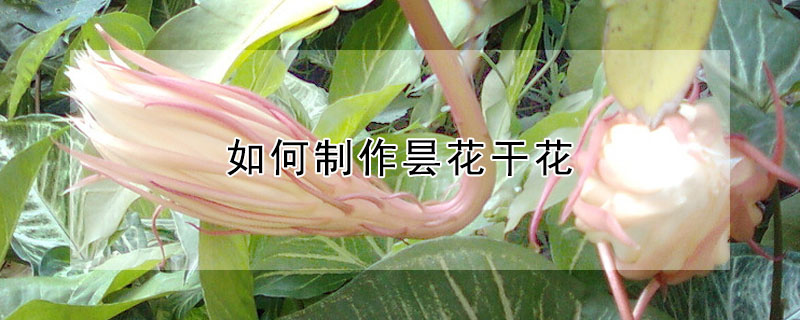 如何制作昙花干花