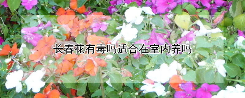 长春花有毒吗适合在室内养吗