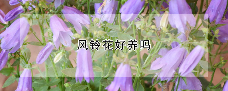 风铃花好养吗