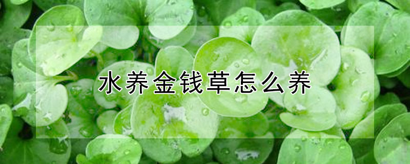 水养金钱草怎么养