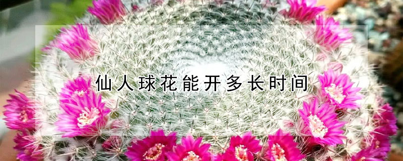 仙人球花能开多长时间