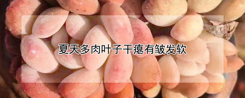 夏天多肉叶子干瘪有皱发软