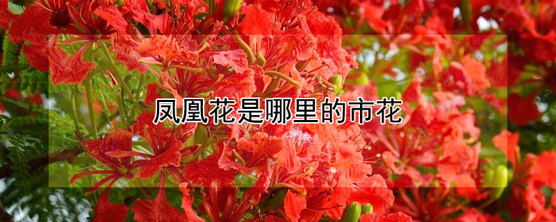 凤凰花是哪里的市花