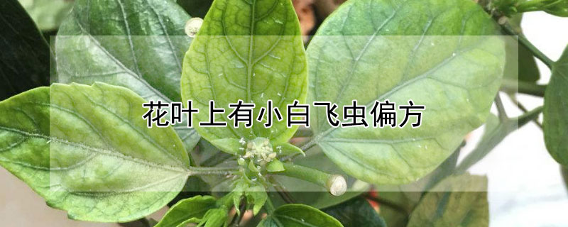 花叶上有小白飞虫偏方