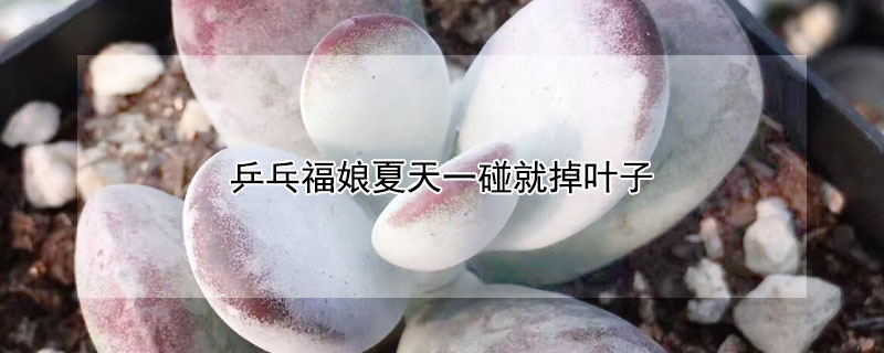 乒乓福娘夏天一碰就掉叶子