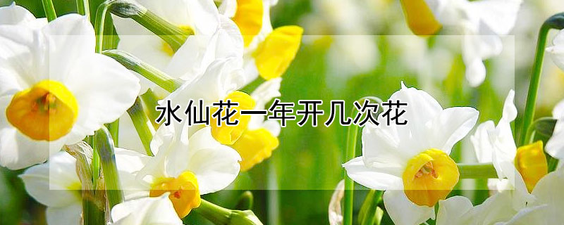 水仙花一年开几次花