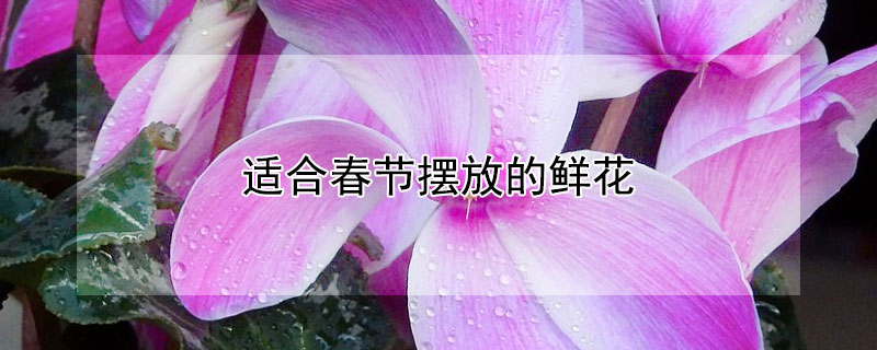 适合春节摆放的鲜花