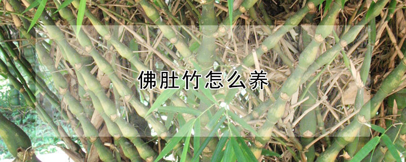 佛肚竹怎么养