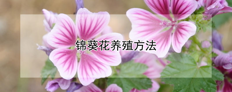 锦葵花养殖方法