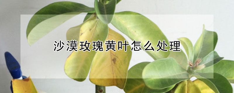 沙漠玫瑰黄叶怎么处理