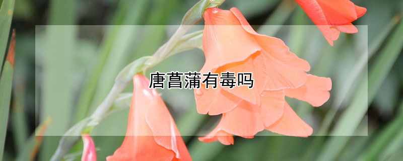 唐菖蒲有毒吗