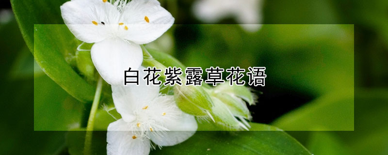 白花紫露草花语