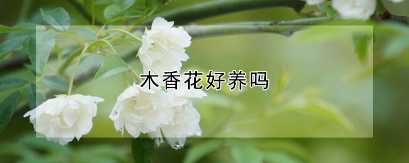 木香花好养吗