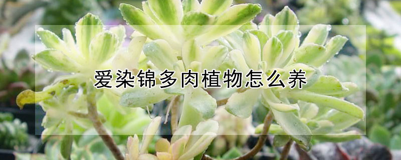 爱染锦多肉植物怎么养