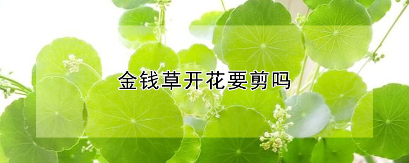 金钱草开花要剪吗