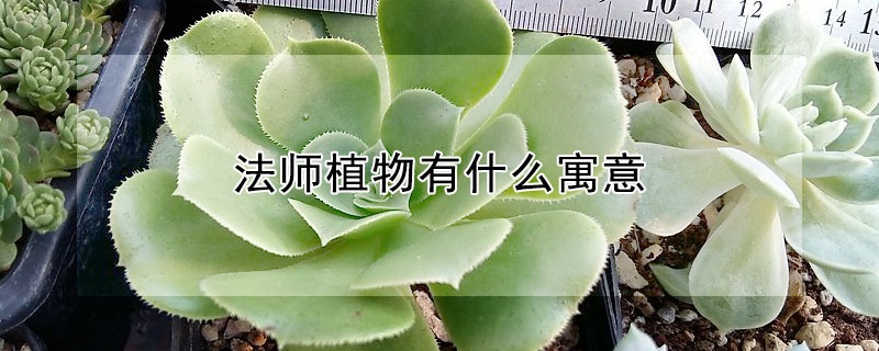 法师植物有什么寓意