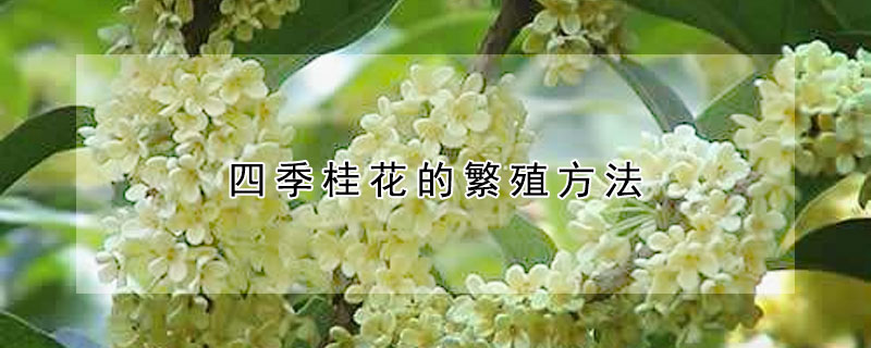 四季桂花的繁殖方法