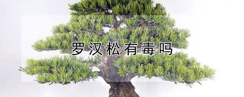 罗汉松有毒吗