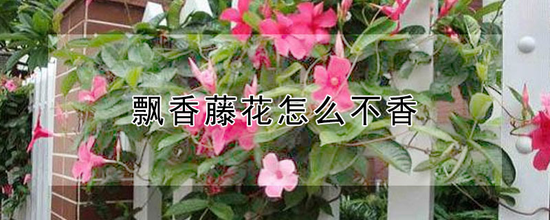 飘香藤花怎么不香