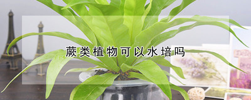 蕨类植物可以水培吗