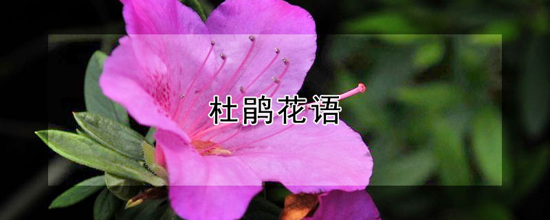 杜鹃花语